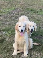 White Puppy 3 (b), a male English Cream Golden Retriever for sale in Brooksville, FL – 3 of 6