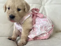 White Puppy .5, a female English Cream Golden Retriever for sale in Brooksville, FL – 5 of 8
