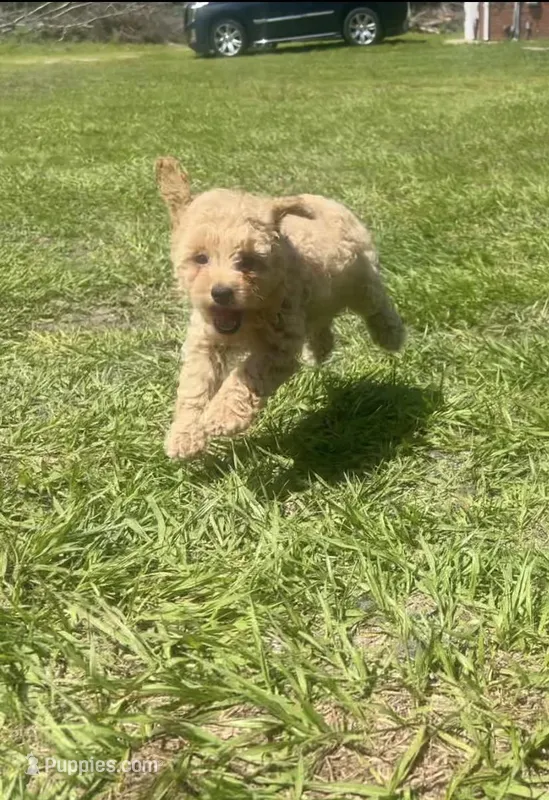 Cream Tuxedo Girl – Poodle - Toy  puppy for sale in Brooksville, FL