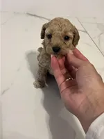 Cream Tuxedo Girl, a male Poodle - Toy  for sale in Brooksville, FL – Photo 4 of 6