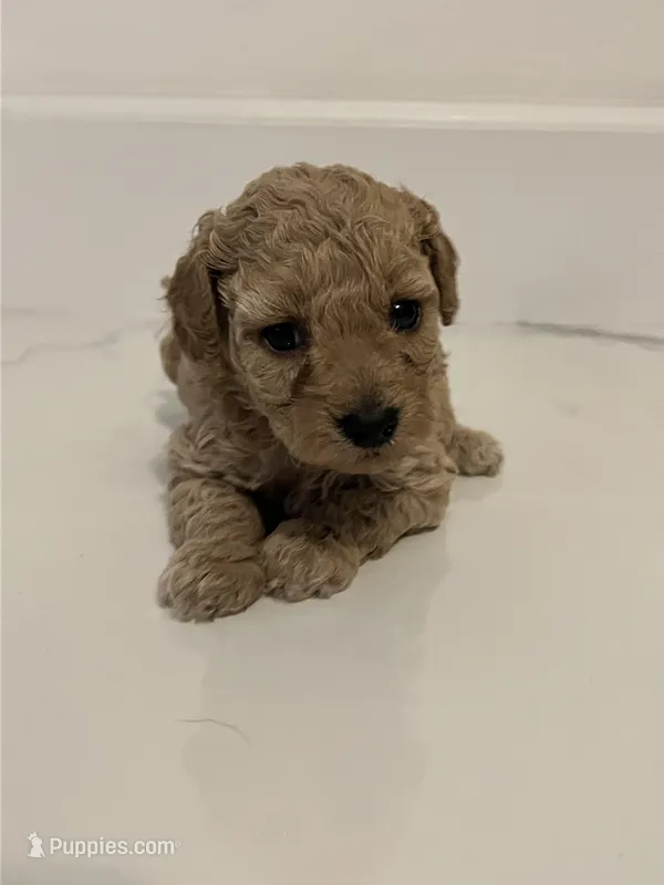 Cream Tuxedo Girl – Poodle - Toy  puppy for sale in Brooksville, FL