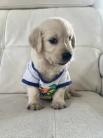 White Puppy 2, a male English Cream Golden Retriever for sale in Brooksville, FL – 8 of 10