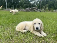 June Puppy 8, a female English Cream Golden Retriever for sale in Brooksville, FL – 5 of 8