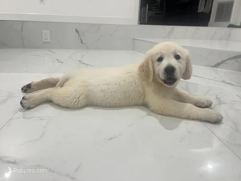 June Puppy 3 – English Cream Golden Retriever puppy for sale in Brooksville, FL