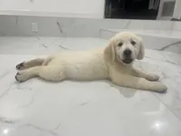 June Puppy 3, a male English Cream Golden Retriever for sale in Brooksville, FL – 1 of 7
