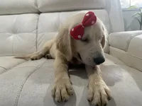 White Puppy 3 (f) , a female English Cream Golden Retriever for sale in Brooksville, FL – 1 of 7