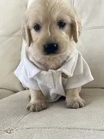 White Puppy 4, a male English Cream Golden Retriever for sale in Brooksville, FL – 3 of 7