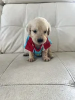 White Puppy .1, a male English Cream Golden Retriever for sale in Brooksville, FL – 7 of 7