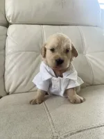 White Puppy .:3, a male English Cream Golden Retriever for sale in Brooksville, FL – 4 of 7