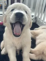 White Puppy 1 (b), a male English Cream Golden Retriever for sale in Brooksville, FL – 6 of 10