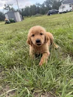 Red Puppy 5 (m) , a male Golden Retriever for sale in Brooksville, FL – 3 of 5