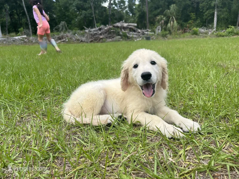 June Puppy 8 – English Cream Golden Retriever puppy for sale in Brooksville, FL