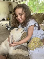 White Puppy 2 (b), a male English Cream Golden Retriever for sale in Brooksville, FL – 3 of 3