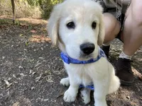 June Puppy 1, a male English Cream Golden Retriever for sale in Brooksville, FL – 2 of 7