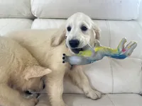 White Puppy 3 (b), a male English Cream Golden Retriever for sale in Brooksville, FL – 5 of 6