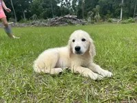June Puppy 8, a female English Cream Golden Retriever for sale in Brooksville, FL – 2 of 8