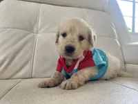 White Puppy .2, a male English Cream Golden Retriever for sale in Brooksville, FL – 5 of 8