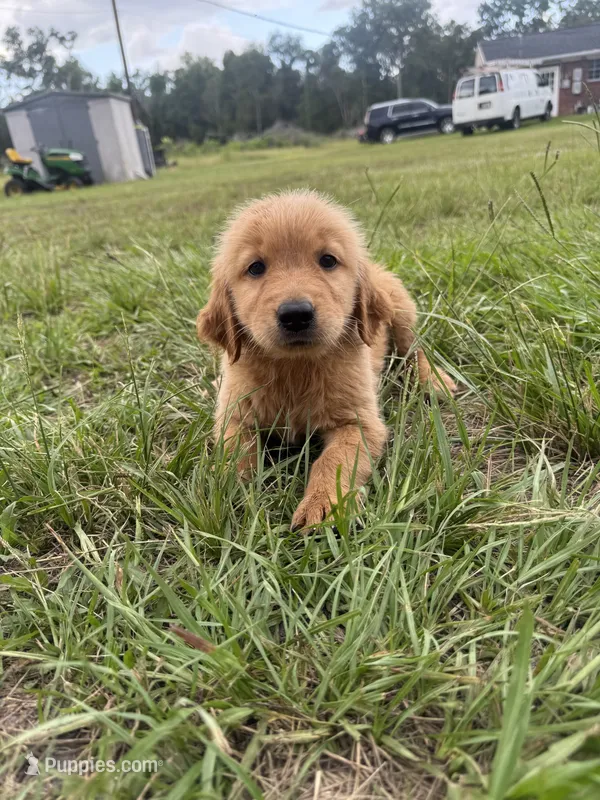 Red Puppy 5 (m)  – Golden Retriever puppy on hold in Brooksville, FL