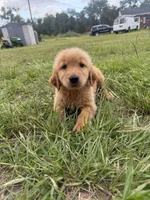 Red Puppy 5 (m) , a male Golden Retriever for sale in Brooksville, FL – 1 of 5