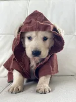 White Puppy :3, a male English Cream Golden Retriever for sale in Brooksville, FL – 9 of 10