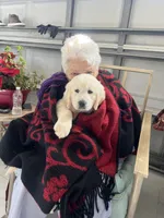 Cream Boy 1, a male English Cream Golden Retriever for sale in Brooksville, FL – Photo 3 of 6