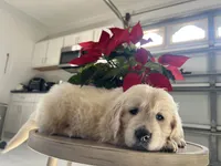 Cream Boy 1, a male English Cream Golden Retriever for sale in Brooksville, FL – Photo 4 of 6