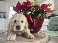 Cream Boy 1, a male English Cream Golden Retriever for sale in Brooksville, FL – Photo 5 of 6