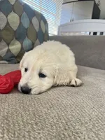 Cream Boy 1, a male English Cream Golden Retriever for sale in Brooksville, FL – Photo 6 of 6