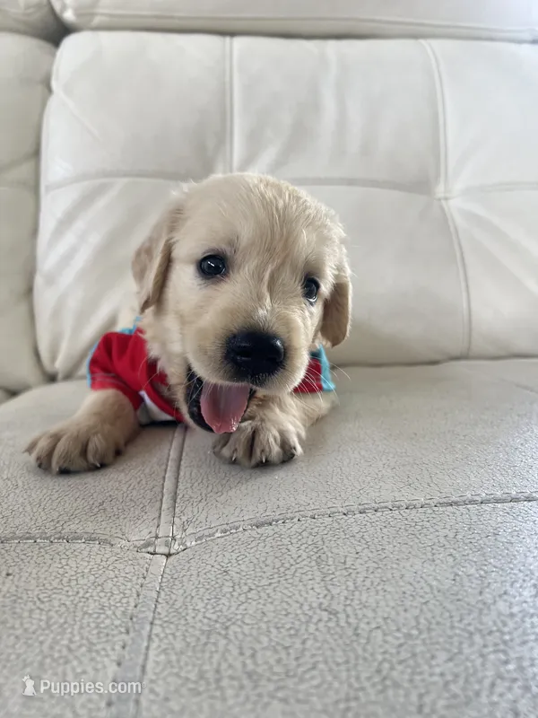 White Puppy 1 – English Cream Golden Retriever puppy for sale in Brooksville, FL