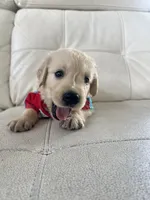 White Puppy 1, a male English Cream Golden Retriever for sale in Brooksville, FL – 1 of 10