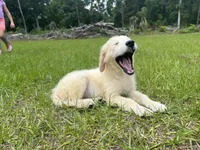 June Puppy 8, a female English Cream Golden Retriever for sale in Brooksville, FL – 4 of 8