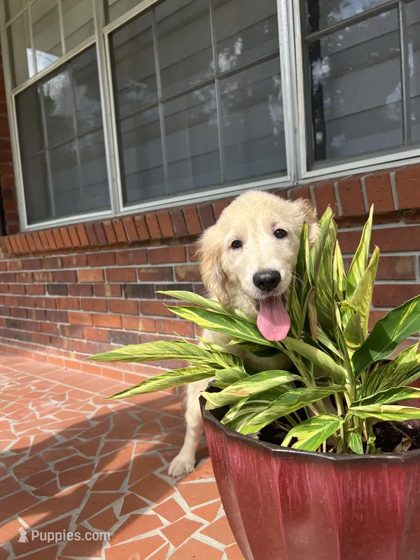 June Puppy 7 – English Cream Golden Retriever puppy for sale in Brooksville, FL