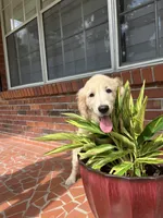 June Puppy 7, a female English Cream Golden Retriever for sale in Brooksville, FL – 1 of 6