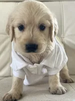 White Puppy 4, a male English Cream Golden Retriever for sale in Brooksville, FL – 2 of 7