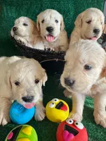 White Puppy 3 (b), a male English Cream Golden Retriever for sale in Brooksville, FL – 3 of 4