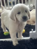 White Puppy 3 (b), a male English Cream Golden Retriever for sale in Brooksville, FL – 3 of 8