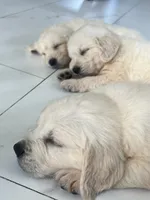 White Puppy 1 (f), a female English Cream Golden Retriever for sale in Brooksville, FL – 9 of 10