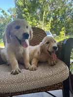 June Puppy 5, a male English Cream Golden Retriever for sale in Brooksville, FL – 7 of 7