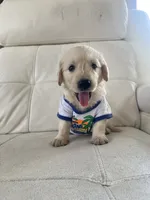 White Puppy 2, a male English Cream Golden Retriever for sale in Brooksville, FL – 7 of 10