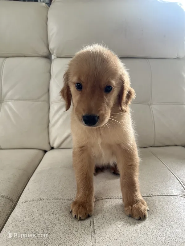 Red Puppy 3 (m) – Golden Retriever puppy for sale in Brooksville, FL