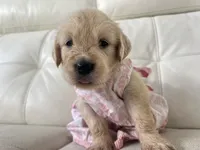 White Puppy .5, a female English Cream Golden Retriever for sale in Brooksville, FL – 4 of 8