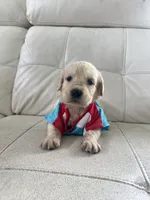White Puppy .2, a male English Cream Golden Retriever for sale in Brooksville, FL – 7 of 8