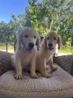 June Puppy 5, a male English Cream Golden Retriever for sale in Brooksville, FL – 6 of 7