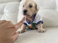White Puppy .4, a male English Cream Golden Retriever for sale in Brooksville, FL – 5 of 7