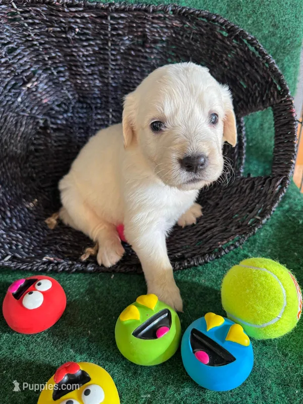 White puppy 6 (b) – English Cream Golden Retriever puppy for sale in Brooksville, FL