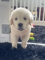 White Puppy 2 (b), a male English Cream Golden Retriever for sale in Brooksville, FL – 2 of 10