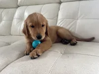 Red Puppy 1 (m), a male Golden Retriever for sale in Brooksville, FL – 6 of 7