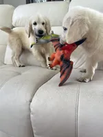 White Puppy 2 (b), a male English Cream Golden Retriever for sale in Brooksville, FL – 3 of 5