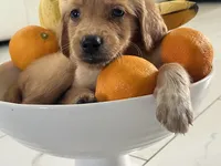 Red Puppy 4 (m), a male Golden Retriever for sale in Brooksville, FL – 6 of 6