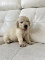 White Puppy 1, a male English Cream Golden Retriever for sale in Brooksville, FL – 7 of 10